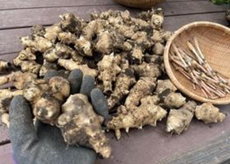 季節限定】とれたて新鮮 土付き菊芋 | AWA RETREAT ONLINESTORE 季節限定】とれたて新鮮 土付き菊芋 | AWA RETREAT ONLINESTORE
