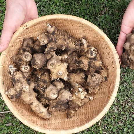 【季節限定】とれたて新鮮 土付き菊芋