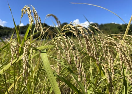 【NEW】農薬化学肥料不使用栽培天日干しのお米 2023年産　玄米５KG