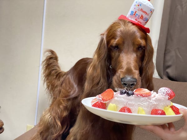 犬ごはん手作り販売/肉通販 GOTOGIBIER｜ワンズスタイル