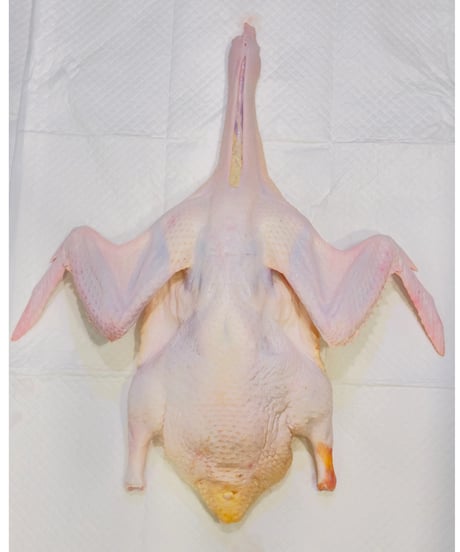 高級国産鴨🦆伝説の鴨の手羽先⭐️1キロパック😃🐶そのままバリバリやジャーキーにしてお楽しみください🐶👩🌸人は甘辛煮込みが良さそう🥰いろいろ遊びで楽しみッ🎉