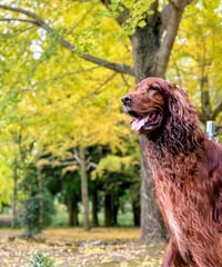 🤗Starterセット⭐️🐶💑手作りごはん・おやつ☺️gotogibier基本王道セット🥩初めての方もベテランママ様も是非どうぞ☺️お友だちへのプレゼントにも🐶🎁✨️