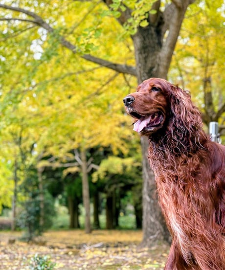 🤗Starterセット⭐️🐶💑手作りごはん・おやつ☺️gotogibier基本王道セット🥩初めての方もベテランママ様も是非どうぞ☺️お友だちへのプレゼントにも🐶🎁✨️