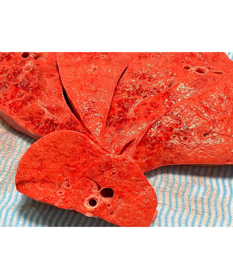 超ウルトラ特選✨幻の特別な国産馬肉・馬の肺🐴🥩200グラム以上🐶😃ごはん生食用🎉最高貴重過ぎです🌺gotogibierカット無添加の完全な安心をどうぞー⭐️楽しみッ🐶👩🌸