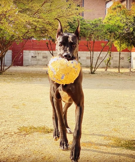 激安🎉国産馬肉🐴伝説のみんちＢ🥩500g🐶😃一般的には最高ですね🏆とてもお求めやすく気楽にお使いできます💐あの日の復刻版🎉毎日のお肉ごはんだからみんな大好き🐶👩🌸楽しみッ💐