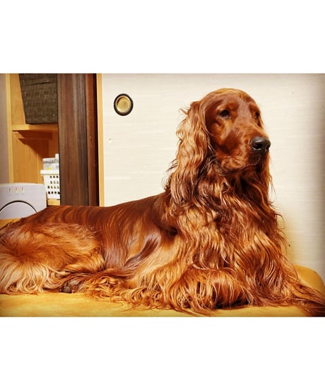 激安🎉国産馬肉🐴伝説のみんちＢ🥩500g🐶😃一般的には最高ですね🏆とてもお求めやすく気楽にお使いできます💐あの日の復刻版🎉毎日のお肉ごはんだからみんな大好き🐶👩🌸楽しみッ💐