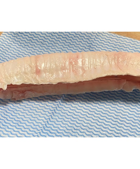 レアレア商品🌸🌸のど軟骨🐴🐶😃とても重要な栄養食品🌸軟骨は健康にとても大切みたいです🐶👩🌸超希少部位の為数量に限りがあります　お早めにお求めくださいませ🤗