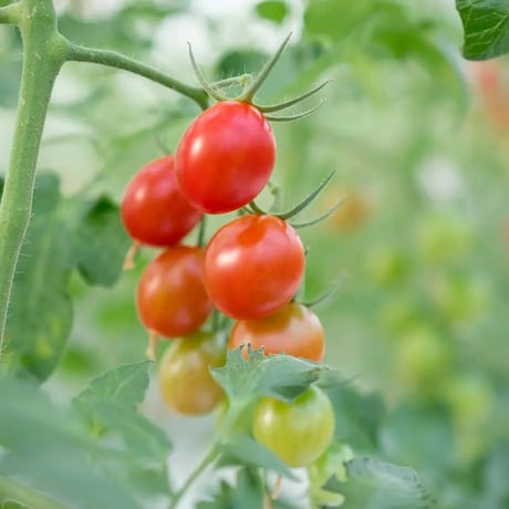 【毎月お届け定期便】 ひりょうやさんのトマト 500g（定価の10%off）