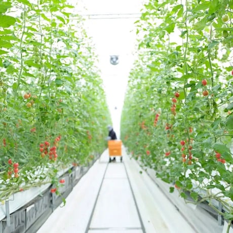 【毎月お届け定期便】 ひりょうやさんのトマト 500g（定価の10%off）