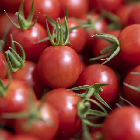 【毎月お届け定期便】 ひりょうやさんのトマト 500g（定価の10%off）