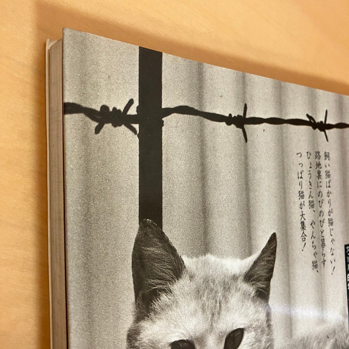 ねこ横丁の仲間たち | まなみ古書店