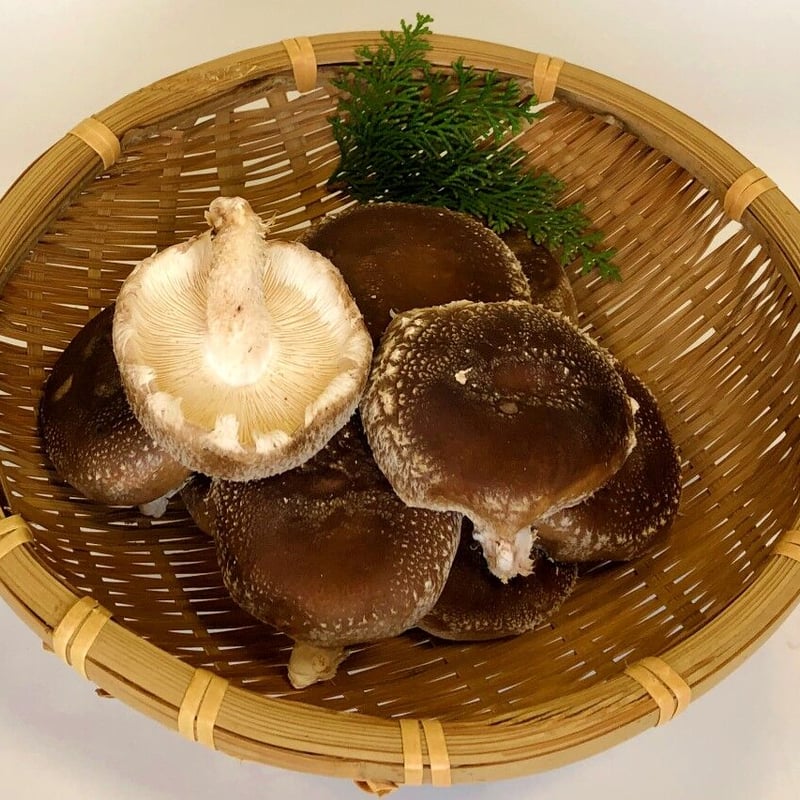 椎茸屋 600g_1500x.jpg?v=1640107828