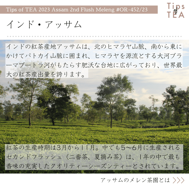 Tips of TEA クオリティーシーズンティー 2023 アッサム Tips of TEA クオリティーシーズンティー 2023 アッサム