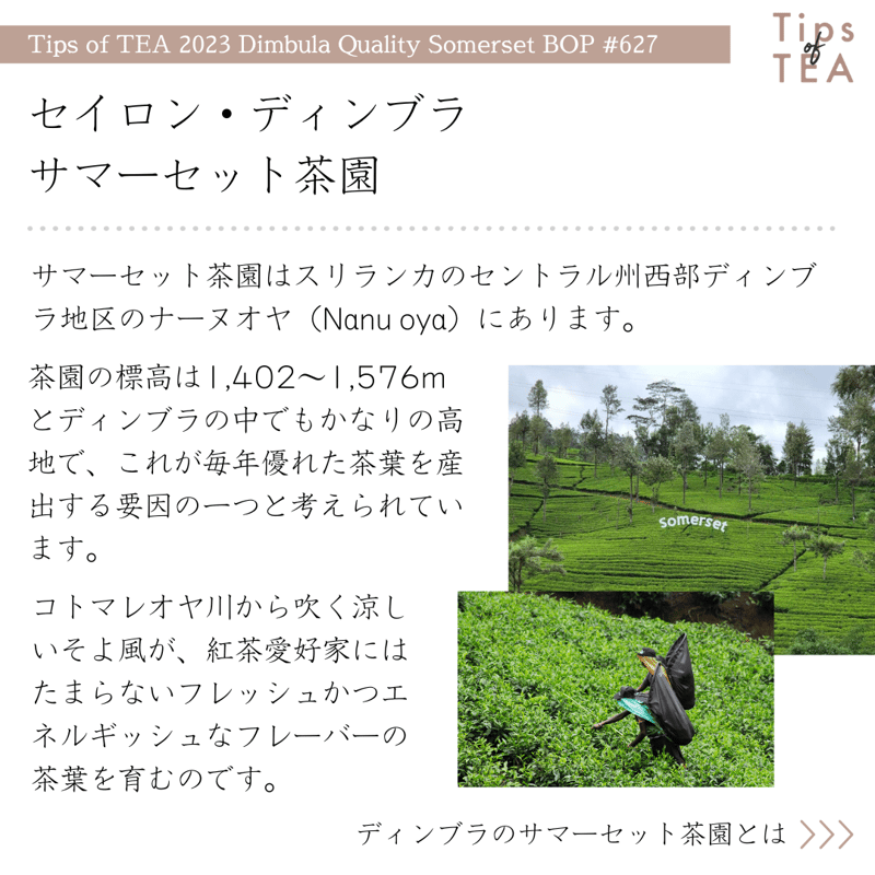 賞味期限間近のため20%OFF】 Tips of TEA クオリティーシーズン