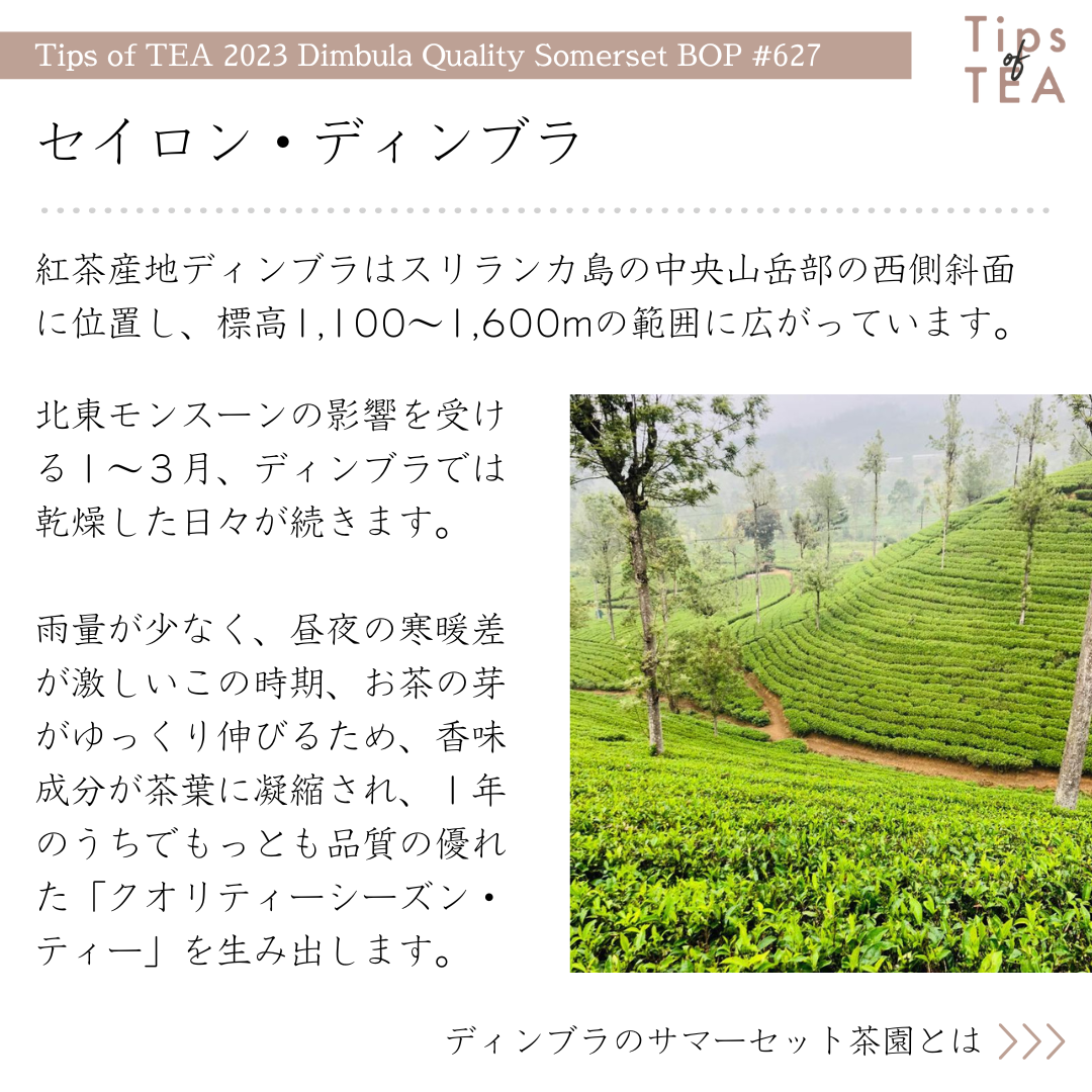 Tips of TEA クオリティーシーズンティー 2023 ディンブラ Tips of TEA クオリティーシーズンティー 2023 ディンブラ