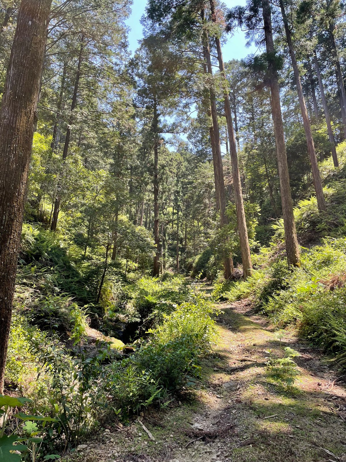 タンス　家具　栃ノ木　尾鷲　木工 秋山木工 / 着物タンス CHEST-118
