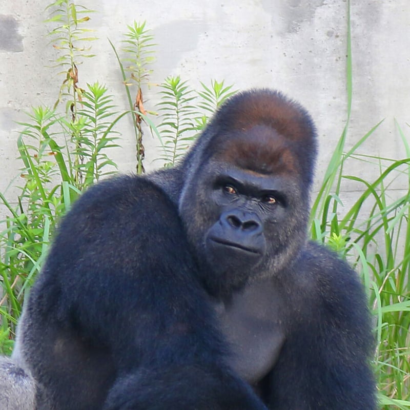 シャバーニ＜イケメンゴリラ＞／ぬいぐるみ／東山動植物園公認