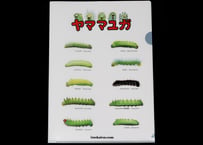 クリアファイル　ヤママユガ科
