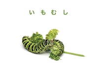 めでたい　いもむし