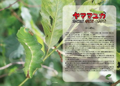 芋活.com selection Vol.2　ヤママユガ
