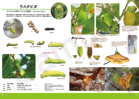 芋活.com selection Vol.2　ヤママユガ