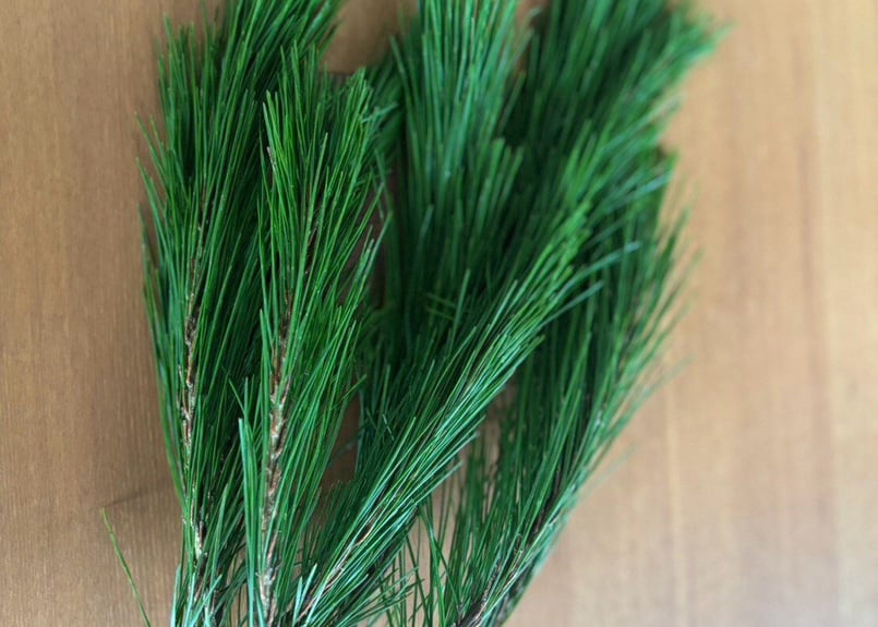 ⭐一番人気】生松葉1kg（枝付き）｜松葉ジュース用｜天然・無農薬 | お