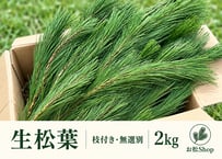 【🉐お得用】生松葉2kg（枝付き・無選別）｜松葉ジュース用｜天然・無農薬