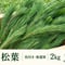 【🉐お得用】生松葉2kg（枝付き・無選別）｜松葉ジュース用｜天然・無農薬