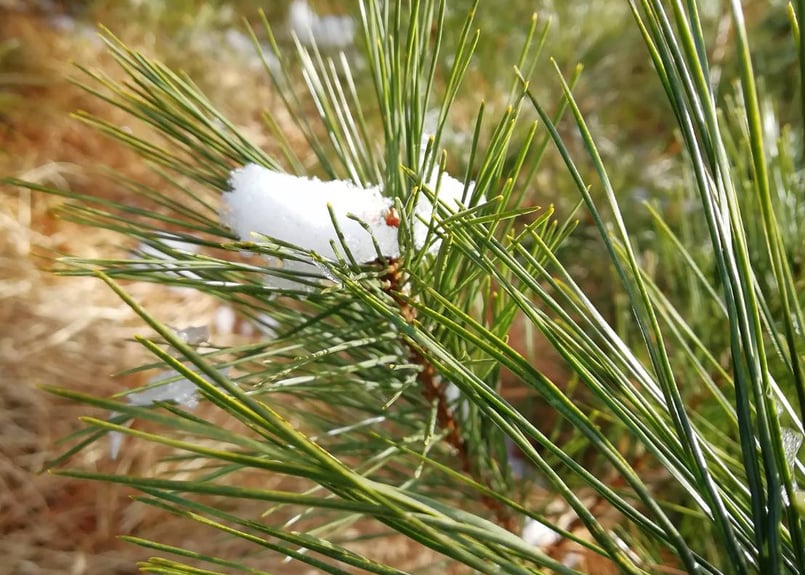 ☆松の葉パウダー 120g/ (天然・無農薬)岩手県田野畑村産 松葉友の会
