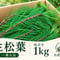 【⭐一番人気】生松葉1kg（枝付き）｜松葉ジュース用｜天然・無農薬