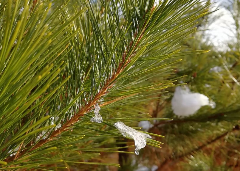 🔰お試し】松葉 500g｜天然・無農薬 南部赤松（岩手県田野畑村）産地