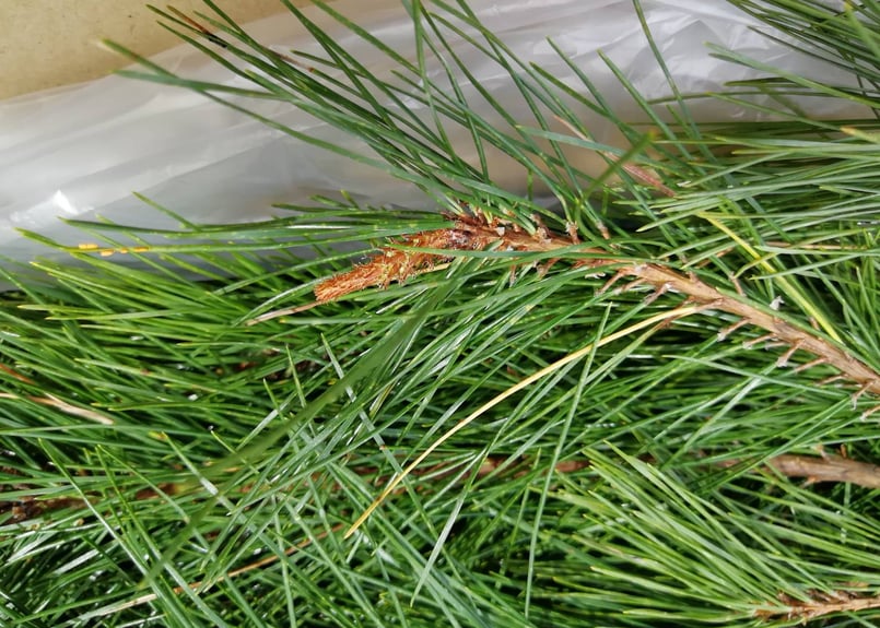 🉐お得用】松葉2kg(無選別) ｜天然・無農薬 南部赤松（岩手県田野畑村