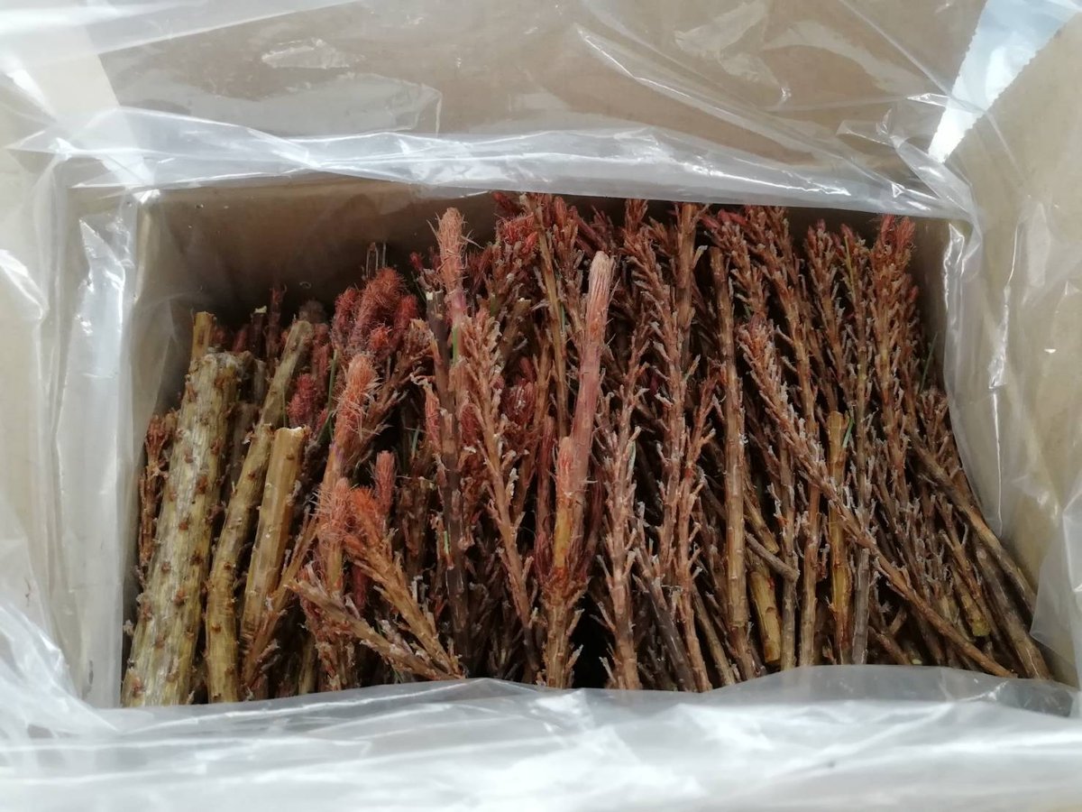 発売開始しました！☆赤松の枝1.2㎏ / 松葉友の会＠岩泉(天然・無農薬