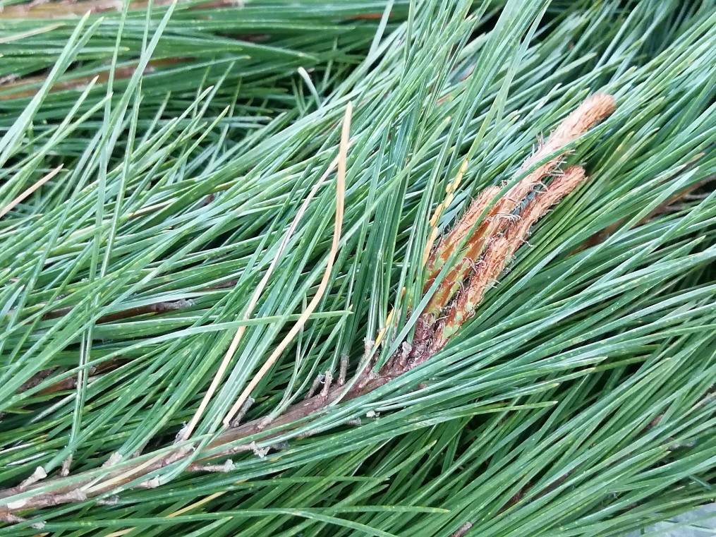 リクエスト対応致します 黒松 枝付き松葉 フレッシュ リクエスト対応