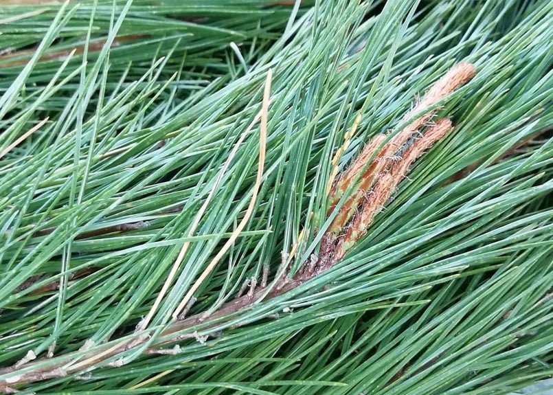 松葉2kg(無選別) / 松葉友の会＠岩泉 岩手県田野畑村産(天然・無農薬