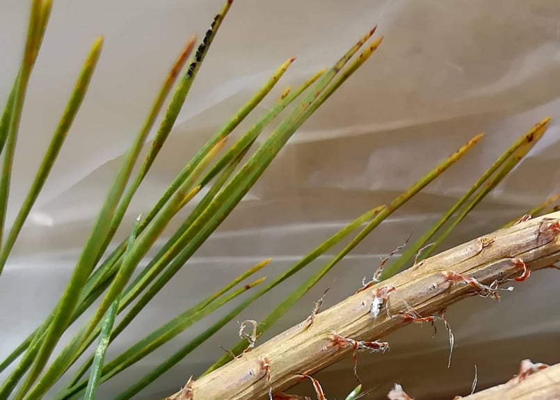 🔄 定期便｜🉐 お得用・無選別】松葉 2kg｜天然・無農薬 南部赤松