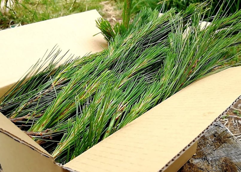 定期便】松葉1kg / (天然・無農薬)岩手県田野畑村産 松葉友の会＠岩泉