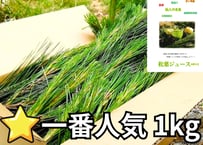 【⭐一番人気】松葉1kg｜天然・無農薬 南部赤松（岩手県田野畑村）産地直送