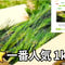 【⭐一番人気】松葉1kg｜天然・無農薬 南部赤松（岩手県田野畑村）産地直送