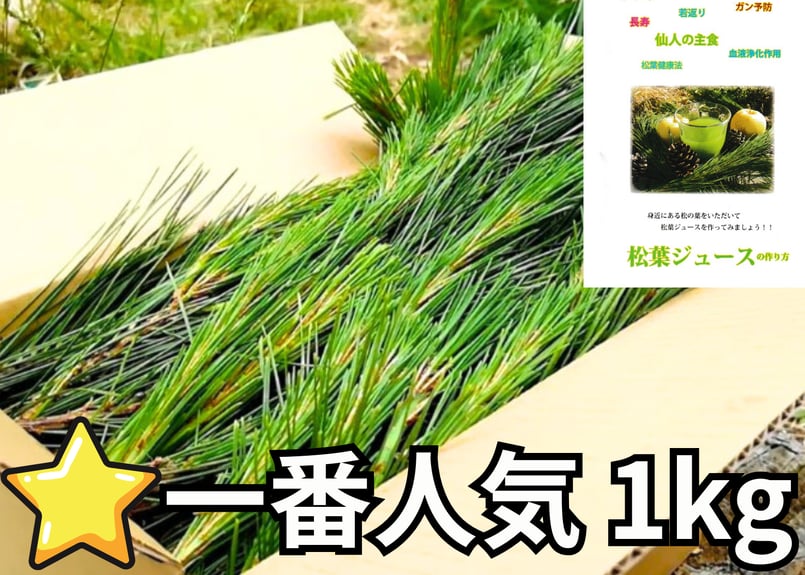 ⭐一番人気】松葉1kg｜天然・無農薬 南部赤松（岩手県田野畑村）産地