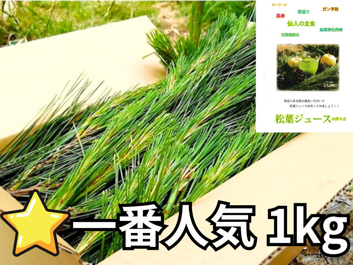 ⭐一番人気】松葉1kg｜天然・無農薬 南部赤松（岩手県田野畑村）産地