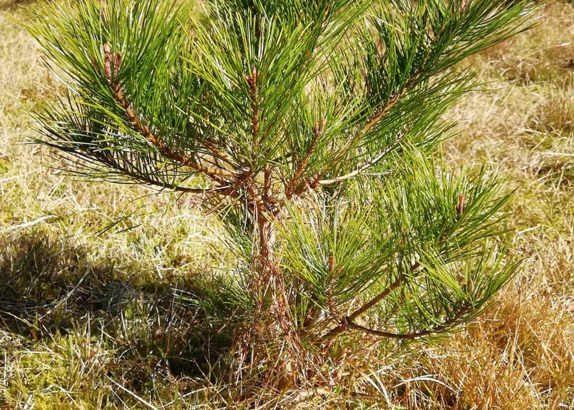赤松 苗 50cm-60cm / (天然・無農薬)岩手県田野畑村産 松葉友の会