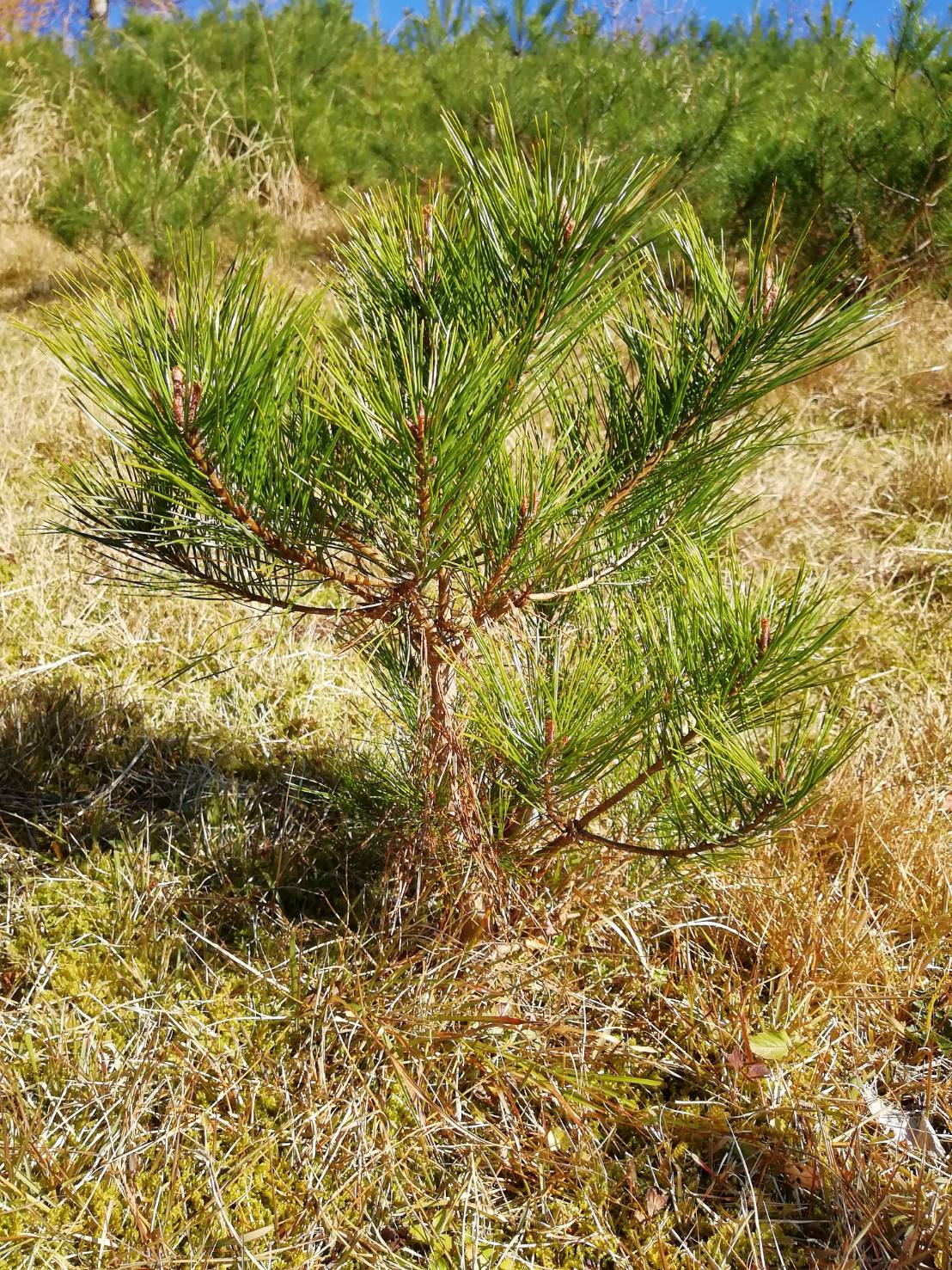 赤松 苗 50cm-60cm / 松葉友の会@岩泉 岩手県田野畑村産(天然 赤松 苗 50cm-60cm / 松葉友の会@岩泉 岩手県田野畑村産(天然