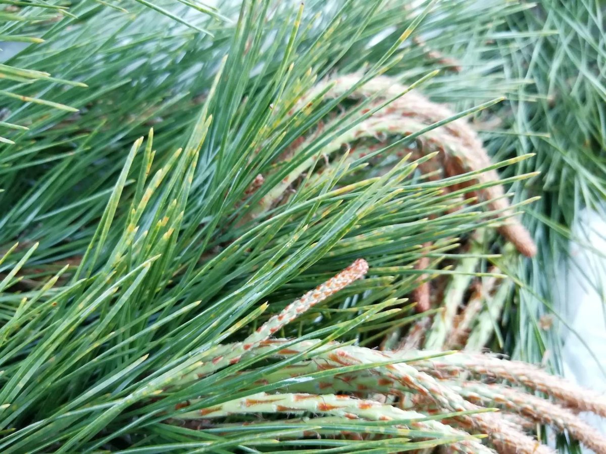 定期便】松葉2kg(無選別) / (天然・無農薬)岩手県田野畑村産 松葉