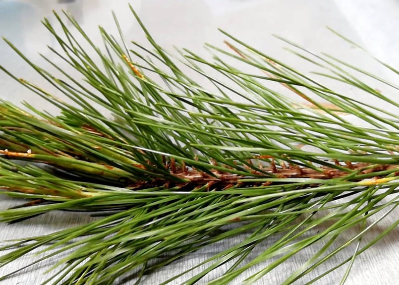 🔄 定期便｜⭐一番人気】松葉 1kg｜天然・無農薬 南部赤松（岩手県