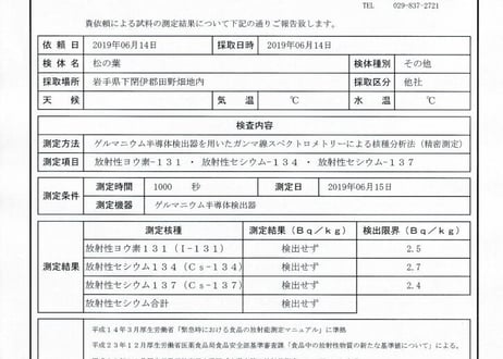 【⭐一番人気】生松葉1kg（枝付き）｜松葉ジュース用｜天然・無農薬