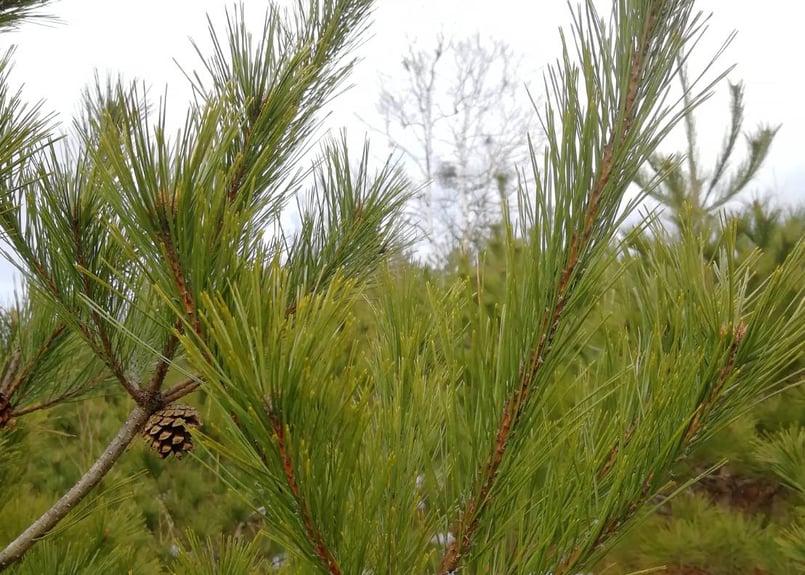 松葉2kg(無選別) / 松葉友の会＠岩泉 岩手県田野畑村産(天然・無農薬