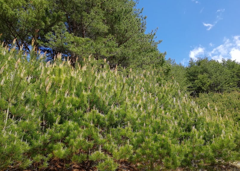 ⭐一番人気】松葉1kg｜天然・無農薬 南部赤松（岩手県田野畑村）産地