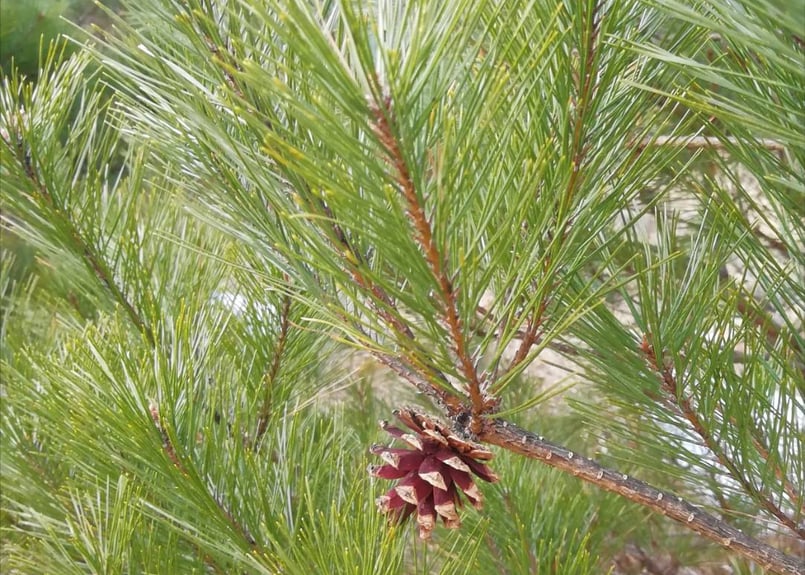 松葉2kg(無選別) / 松葉友の会＠岩泉 岩手県田野畑村産(天然・無農薬