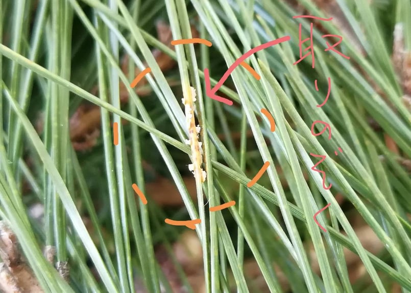 🉐お得用】松葉2kg(無選別) ｜天然・無農薬 南部赤松（岩手県田野畑村